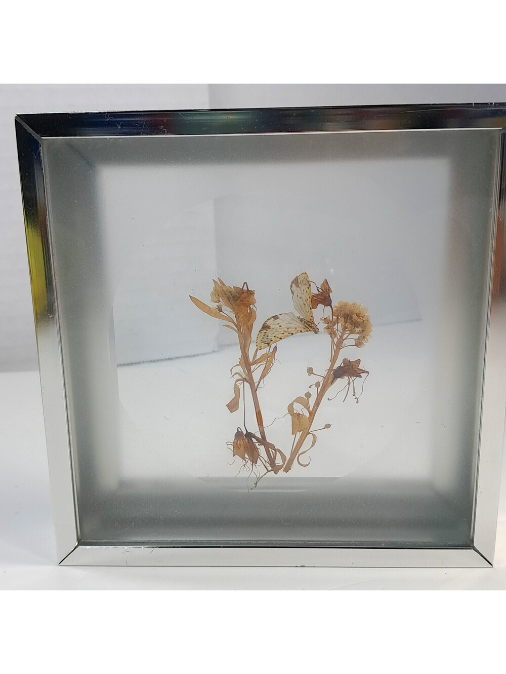 Butterfly dried flowers collage wall art diorama silver square framed taxidermy